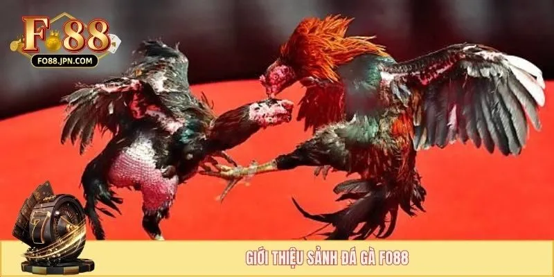 Giới thiệu sảnh đá gà FO88